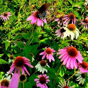 Meet your Posher, Janette